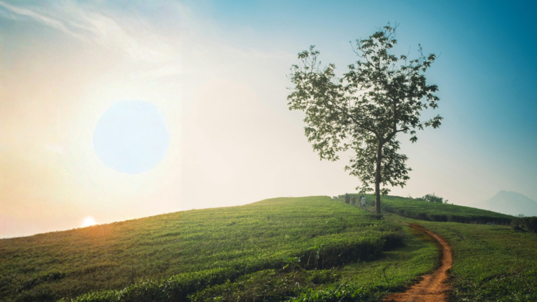 Salmo 1 - Os Caminhos